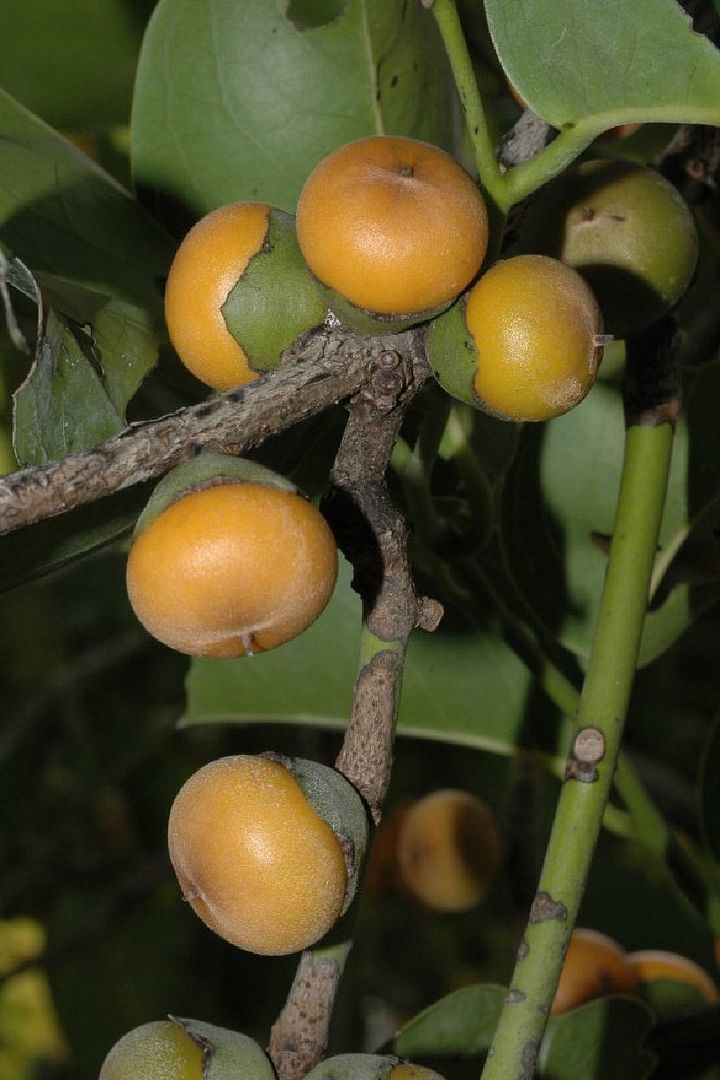 Polynesian Produce Stand Jakkalberry Bushveld Persimmon AFRICAN